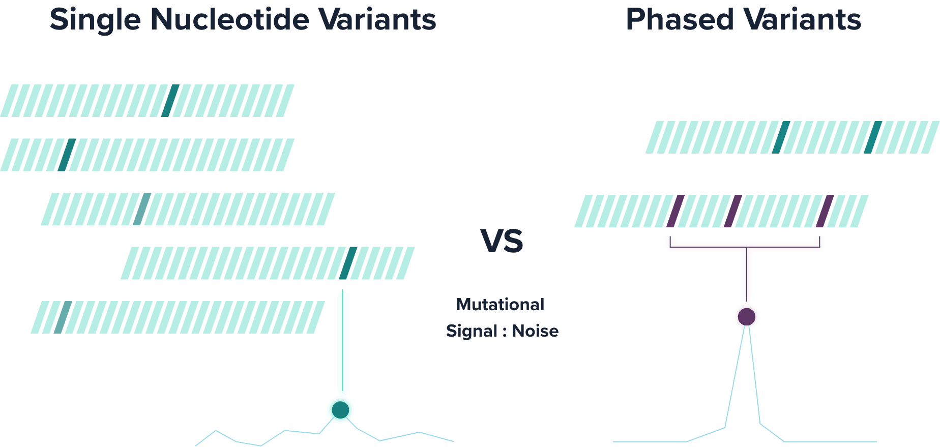 Single Nucleotide Varients vs Phased Variants - graphic